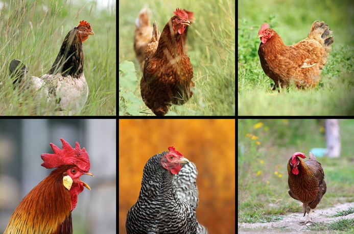 Deine Tierwelt Hühner